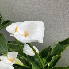 Baby calla plants for sale Baby calla plants for sale  HOVE