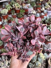 Echeveria angel wings for sale  Rowland Heights