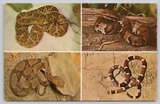 cottonmouth snake for sale  Louisville