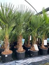 Trachycarpus fortunei fan for sale  KING'S LYNN