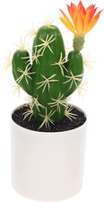 Simulazione cactus cactus usato  Roma