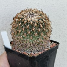 Gymnocactus ysabelae vaso usato  Modena