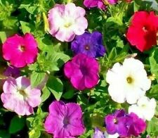 Petunia seeds 2000 for sale  Berwyn