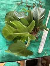 Philodendron squamiferum steck gebraucht kaufen  Rostock