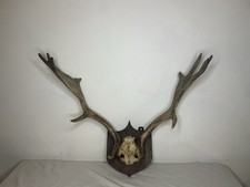 Fallow deer wall for sale  BEAWORTHY