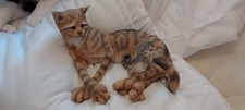 Breed apart silver for sale  BLACKPOOL