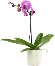 Purple phalaenopsis live for sale  Denver