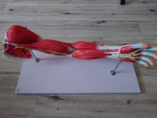 Anatomisches muskel arm gebraucht kaufen Anatomisches muskel arm gebraucht kaufen  Warstein