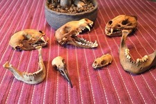Echte schädel sammlung gebraucht kaufen  Rees