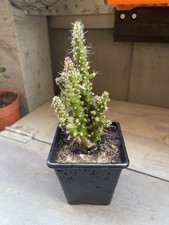 Eve pin cactus for sale  COWBRIDGE