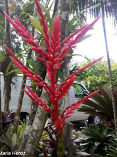 Bromeliad xvriecantarea infern for sale  USA