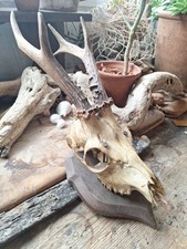 Small gothic french for sale  SIDMOUTH