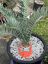 Encephalartos horridus 3.25 for sale  Franklin