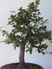 Bonsai wunderbare schlehe gebraucht kaufen  Dresden