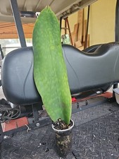 Xxl sansevieria masoniana for sale  Englewood