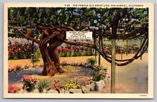 Famous old grape for sale  Bridgeville