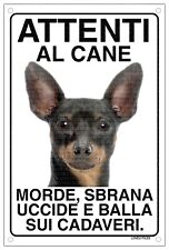 Pinscher attenti cane usato  Vertemate con Minoprio