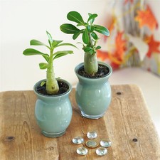 Unusual adenium obesum for sale  BIRMINGHAM