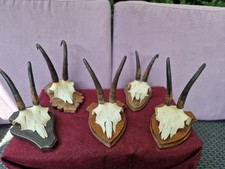 Set trofei camoscio usato  Porlezza