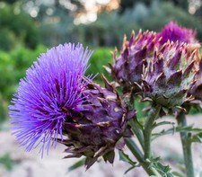Giant ornamental thistle for sale  GRIMSBY
