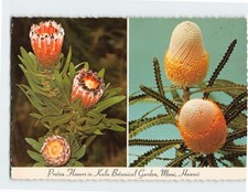 Pocztówka Protea Kwiaty W Kula Ogród Botaniczny Maui Hawaje na sprzedaż  Wysyłka do Poland