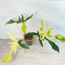 Philodendron florida beauty for sale  San Marcos