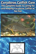 Corydoras catfish care for sale  UK
