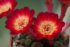Cactus cactus sulcorebutia usato  Spedire a Italy