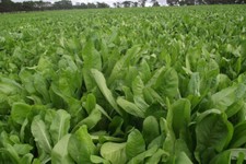 Broad leaf chicory for sale  Berwyn