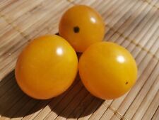 Graines tomate gold d'occasion  Châteauroux