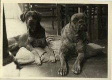 Antique photo vintage d'occasion  Expédié en Belgium