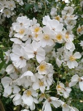 Gartenlaube selbstabbau 85221 gebraucht kaufen  Dachau