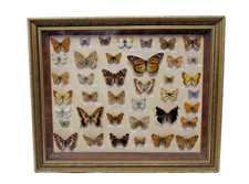 Vintage x39 butterflies for sale Vintage x39 butterflies for sale  HASSOCKS