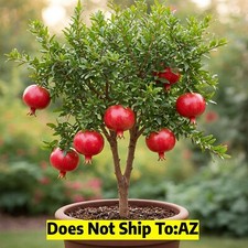 Wonderful pomegranate tree for sale  Vero Beach