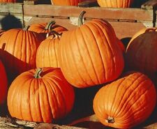 Vegetable pumpkin seeds for sale  DONCASTER