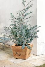 Eucalyptus gunnii 60cm for sale  NELSON