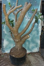 Jade crassula ovata for sale  San Marcos