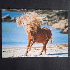 shetlandpony gebraucht kaufen shetlandpony gebraucht kaufen  Beeskow