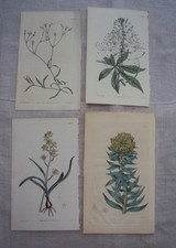 William curtis antique for sale  Trumbauersville