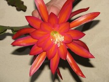 Large epiphyllum red for sale  Santa Ana