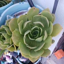 Plants for sale  Bakersfield