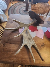 Moose antler mounted for sale  Colebrook