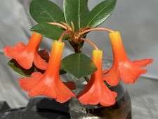 Rhododendron renschianum rare for sale  Honolulu