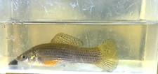 Wild green mollies for sale  Palm Bay