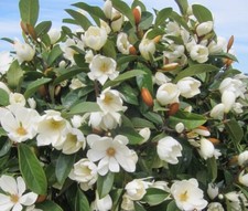 Fairy magnolia cream for sale  Danielson