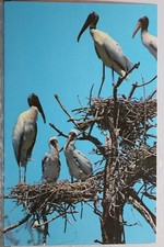 Florida everglades national for sale  Wilmington