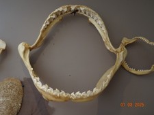 Machoire requin tigre d'occasion  Vinça