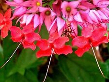 Red bleeding heart for sale  Wauchula