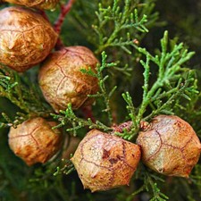 Cupressus sempervirens stricta for sale  Oakland Gardens