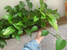 2pothos epipremnum aureum for sale  Emmaus